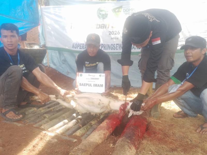 Dompet Dhuafa Pringsewu dan Relawan Tebar 80 Domba Kurban untuk Warga Pantura
